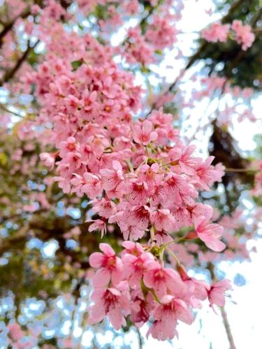 a close up of pink flowers on a tree at Chalé Vale dos Vagalumes, Gonçalves, Minas Gerais in Gonçalves