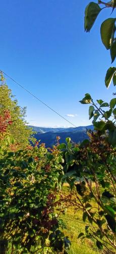 a view from the top of a hill with trees at Ferienhaus Almhorizont beim Oberen Kreuzer in Friesach