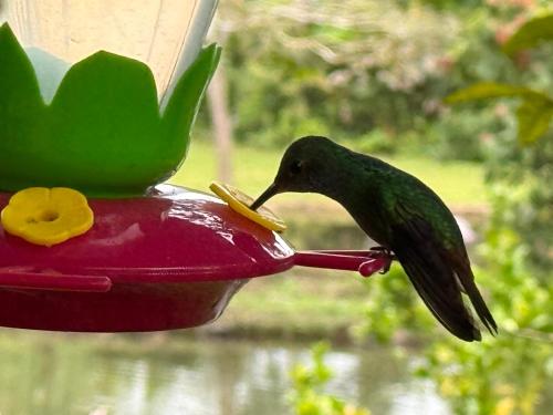 a green bird eating food from a bird feeder at Cabaña del Lago in Marsella