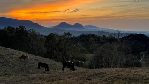 a group of cows grazing in a field at sunset at Cabana Romântica na Serra com Hidro, Lareira, Lagos e Trilhas in Bom Retiro
