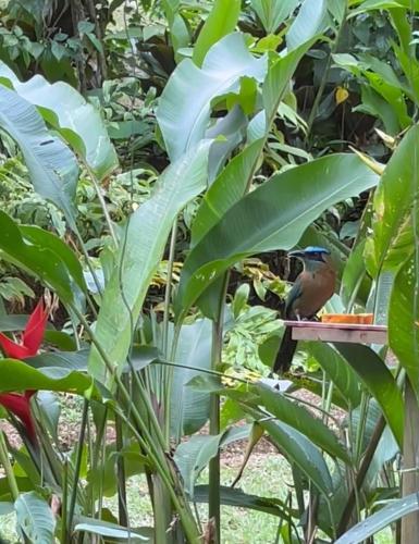 Casita Corcovadoにある庭
