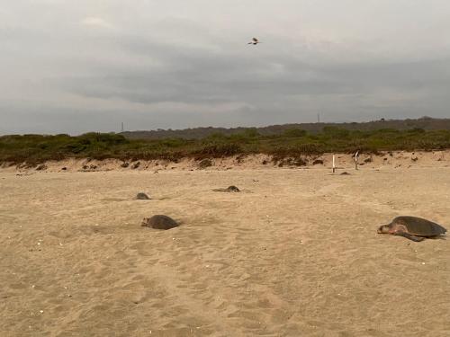 three sea turtles laying on a sandy beach at Charming Ocean View Apartment, Casa Xochi in San Agustinillo