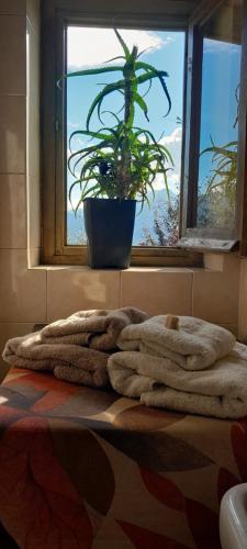 a window with a potted plant and towels on a table at La fatina Lodge in Barga
