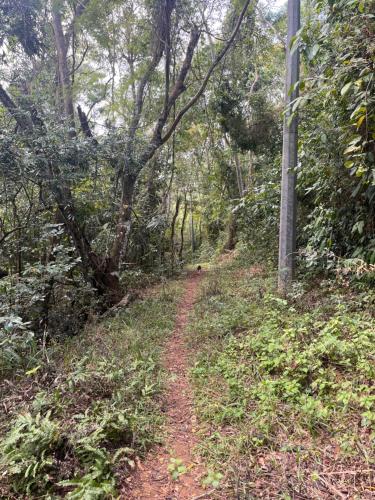 a dirt trail in the middle of a forest at Fauna in Praia do Bananal
