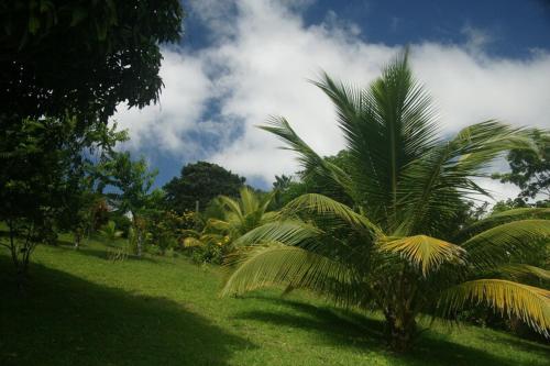 a palm tree in a field of grass with a cloudy sky at Casita Amapola in Tilarán
