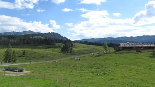 a group of animals grazing in a green field at Winklmoos Sonnenalm in Reit im Winkl