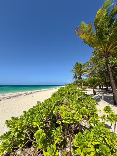 a sandy beach with a palm tree and the ocean at Roatan Infinity Pool and Ocean View Apartment in Jonesville