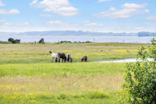 a group of horses grazing in a field at LF18127-Veslos-Livovej-29 in Vesløs