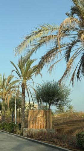a group of palm trees on the side of a road at Sifah resort studio in Muscat