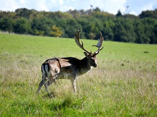 a deer with large antlers standing in a field at Middelfart Holiday Center in Middelfart