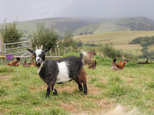a black and white goat standing in a field with chickens at Caner Bach Lodge in Bridgend