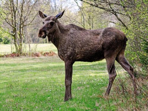 a donkey standing in a field of grass at 8 person holiday home in BILLINGSFORS in Billingsfors