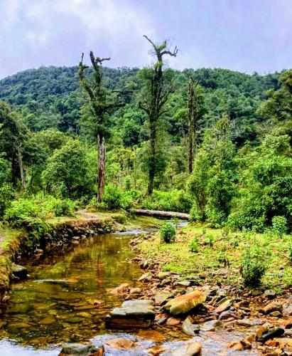 a river in the middle of a forest at The cosy nest of happiness! in Lao Cai