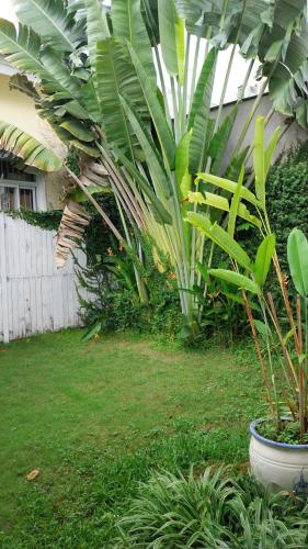 a plant in a pot in a yard at Mekong Palm House in Can Tho