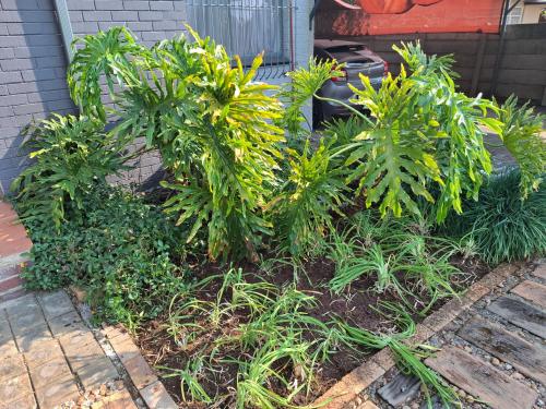 a bunch of plants in a garden at Villa Marais Guest House in Brakpan