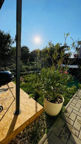 a plant in a pot sitting on a patio at Exclusive Garden Oasis with Jacuzzi & Private Parking in Trnava