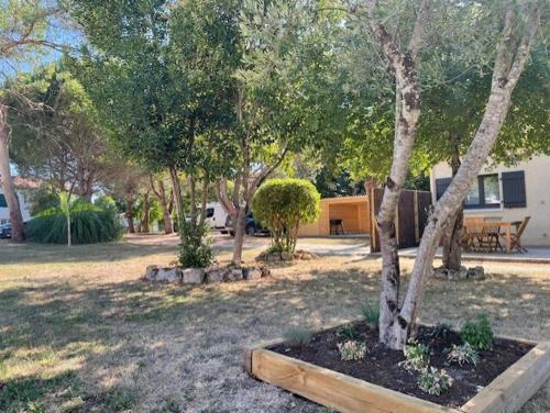 a group of trees in a yard with a house at Charmante maison près de la gare 2 chambres in Jonzac