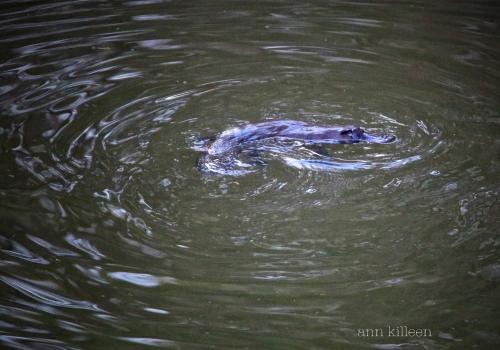 a alligator swimming in the water at Moodemere Lake House in Rutherglen