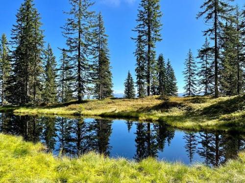 a reflection of trees in a pond on a hill at Hotel Der Wastlhof - Pools, Spa & eigene Reitschule in Niederau
