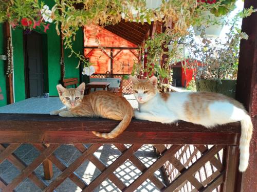 two cats laying on top of a wooden bench at Casa delta verde in Mahmudia