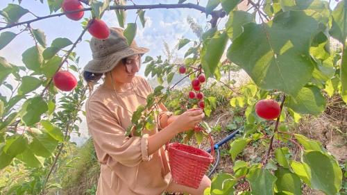 Gallery image of MeenaBagh Homes Ratnari in Shimla