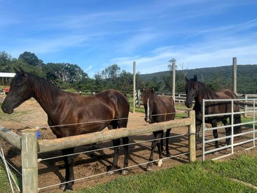 three horses are standing behind a fence at Fredericksburg PA Farm Stay 