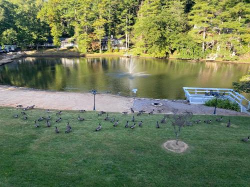 una bandada de patos en la hierba cerca de un lago en Lakefront Bubbles & Beach, en Flat Rock