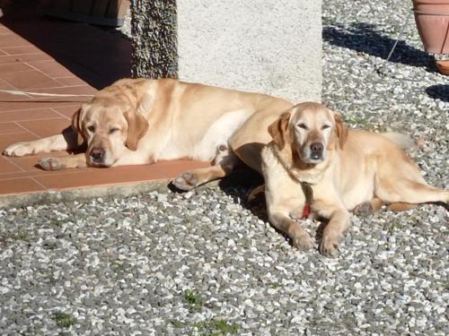 two dogs laying on the ground next to a building at Cottage in Pescia with Pool & Garden in San Quirico