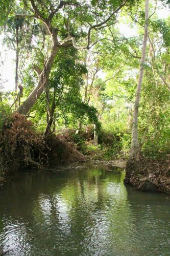 a river in a forest with trees and water at Village Verandah by Oshi in Dambulla