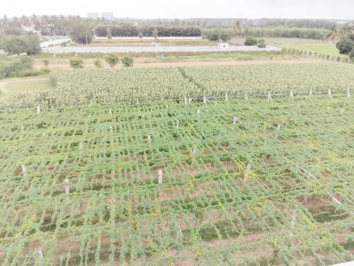 an aerial view of a field of green plants at Hotel jetway in Muthugadahalli
