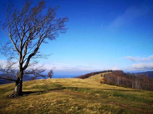 a tree sitting on top of a grassy hill at Hvile, gmina Brenna - BESKIDY in Górki Wielkie
