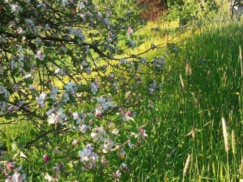 a bunch of flowers in a field of grass at Chimay Nature Hideaway in Chimay