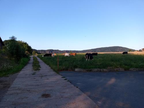 a group of cows grazing in a field next to a road at Autark Karavan Stellplatz in Reinhardtsdorf