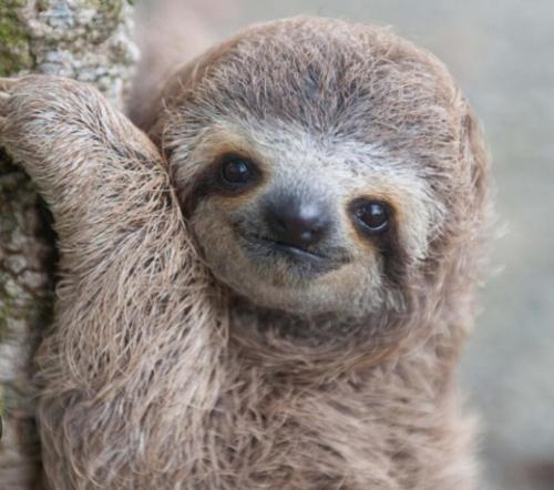a three toed sloth hanging from a tree at 2 Magical Villas with Yoga Shala up to 23 guests in Patos