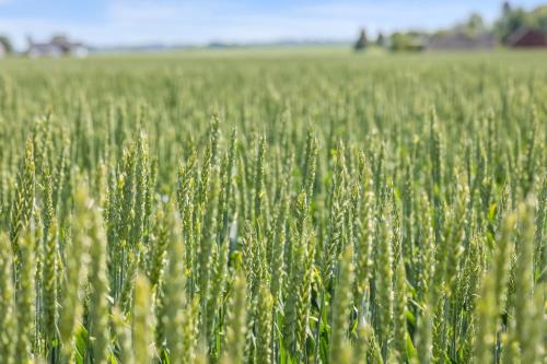 a field of green plants with a tractor in the background at Annavälla gårdshus in Skurup