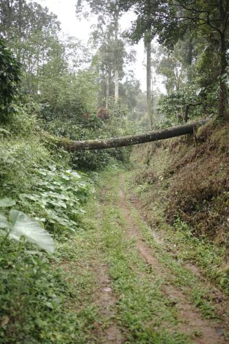 a fallen tree on a dirt road in a forest at Janhavi Homestay in Napoklu