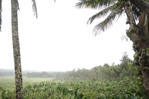 a view of a field between two palm trees at Janhavi Homestay in Napoklu