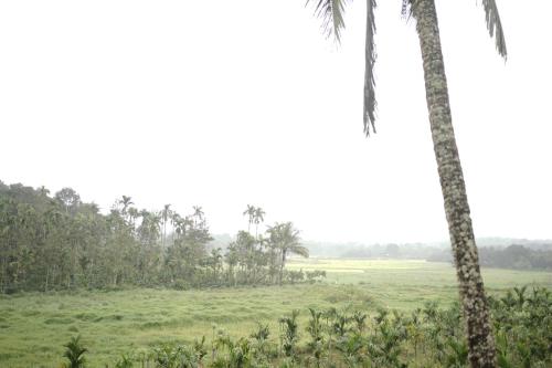 a field with palm trees in the foreground at Janhavi Homestay in Napoklu