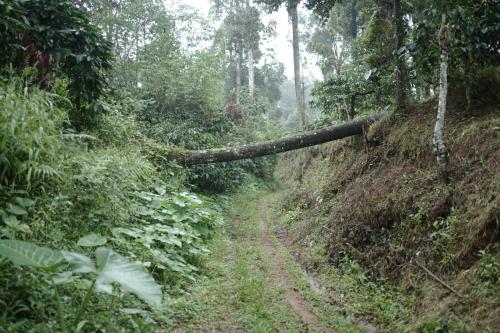 a fallen tree on a dirt road in a forest at Janhavi Homestay in Napoklu