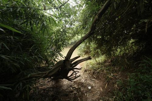 a tree branch in the middle of a dirt road at Janhavi Homestay in Napoklu