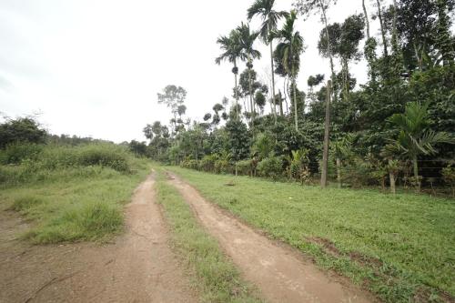 a dirt road in a field with palm trees at Janhavi Homestay in Napoklu