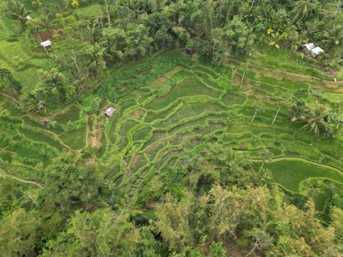 an aerial view of a terraced field in a forest at Aulia Bungalows in Tetebatu