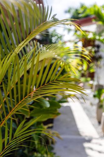 a leafy palm tree sitting next to a sidewalk at Bali Style Boutique Hotel in Las Terrenas