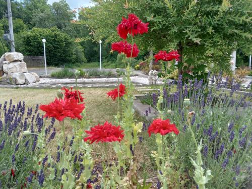 a field of red flowers in a garden at Centrul 3H in Sub Piatra