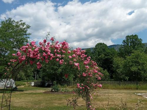 a bush of pink flowers in a yard at Centrul 3H in Sub Piatra