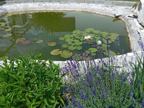 a pond with lily pads and flowers in a garden at Centrul 3H in Sub Piatra
