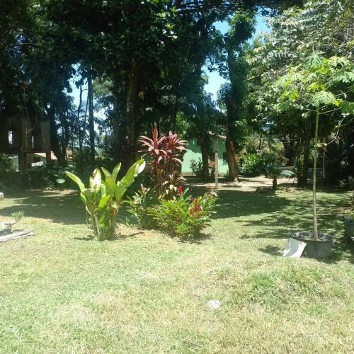 a garden with some plants in the grass at pousada Rios in Belém