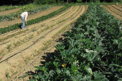 a man standing in a field of plants at Agriturismo Biologico Villa Rosa in Monte Guiduccio