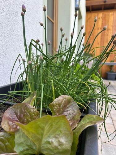 Zahrada ubytování Ferienwohnung Aigner