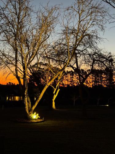 two trees in a park with the sunset in the background at Isca House, Exeter, NSW in Exeter